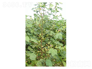 �y�d��5̖-�޻��N��-����N�I(y��)