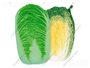 秋皇-白菜種子-水師營