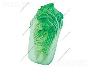 水師營2號-白菜種子-水師營