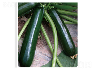 ������̖-�����J�N��-�x���