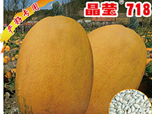 晶瑩718-西葫蘆種子-晉黎來