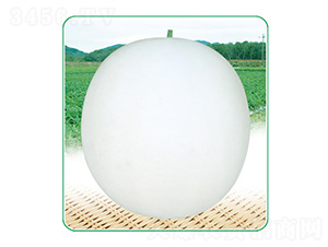 ����3̖-��ϷN��-��̩�_