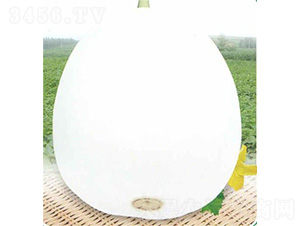 白翠蜜甜瓜-甜瓜種子-安泰達