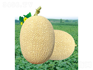 安泰蜜甜瓜-甜瓜種子-安泰達