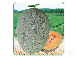 安泰蜜25-甜瓜種子-安泰達