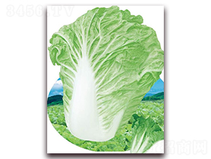 ����������̖-�ײ˷N��-�A�r�N�I