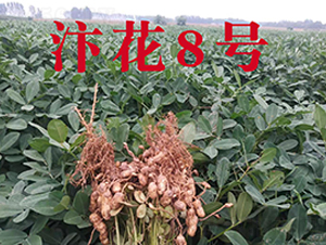 �껨8̖�����N�ӌ����D