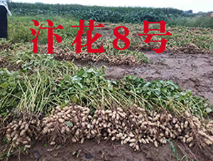 �껨8̖�����N���^Ħ�D