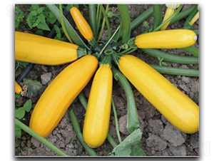 ������̖-�����J�N��-�մ��r�I