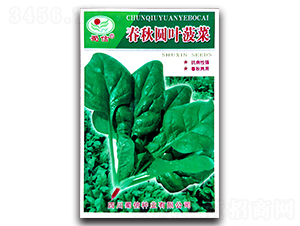 春秋圓葉菠菜-菠菜種子-蜀信種業