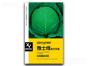 雅士綠-甘藍種子-邢研種業