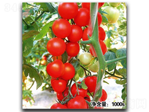 諾盾11048-番茄種子-徽大農業