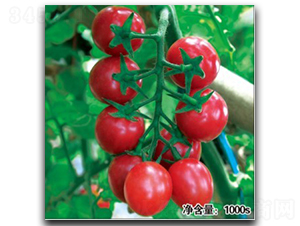 貴妃（HT11051）-番茄種子-徽大農業