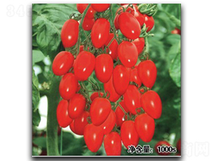 QQ紅鉆-番茄種子-徽大農業