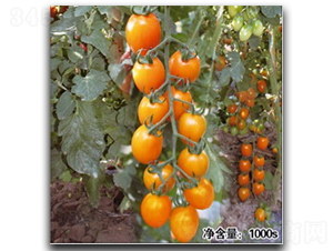 QQ黃鉆-番茄種子-徽大農業