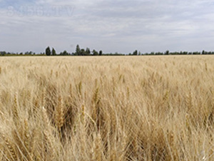 �´�43̖-С���N��-��ʥ�̷N�I