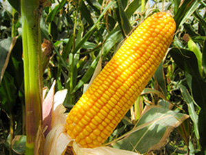 ����29-���׷N��-��ʥ�̷N�I(y��)