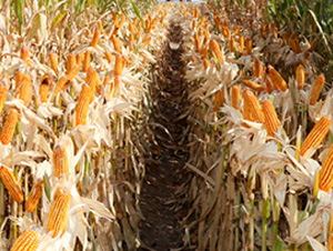 新玉40-玉米種子-九圣禾種業