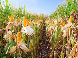 ����J03-���׷N��-��ʥ�̷N�I