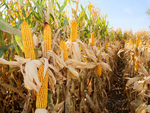 ����M03-���׷N��-��ʥ�̷N�I