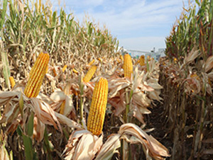 ��ʥ��2468-���׷N��-��ʥ�̷N�I