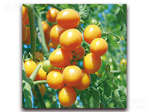 黃鈴小番茄（571）-番茄種子-和利農