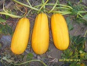 �S��P-08F1-���������J�N��-���i�N�I