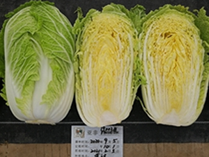 ����19002-�ײ˷N��-����