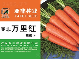 �����f��t-���}���N��-����