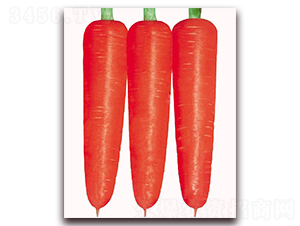 �����t��-���}���N��-�|������