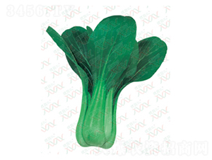 �ľ�-��˷N��-΢�ȷN�I(y��)