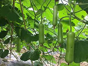 �G̫�ɶ�̖-�S�ϷN��-����N��