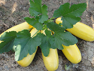 ���16̖-�����J�N��-����r�I