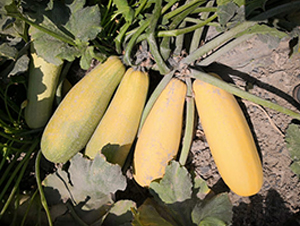 ����һ̖-�����J�N��-����r�I