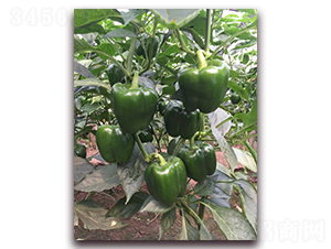 ��̩��̖(h��o)-�����N��-����N��