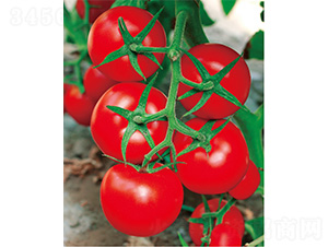 威麗六號-番茄種子-威爾