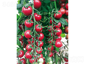 �����̖-���ѷN��-����