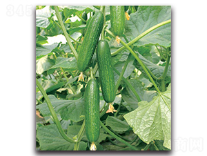 �G��-�S�ϷN��-�����o�N��