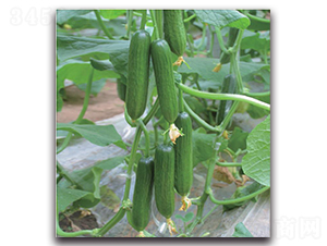 ����-�S�ϷN��-�����o�N��