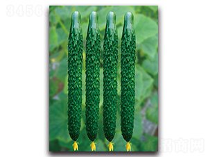 ����5̖-�S�ϷN��-��ľ�N��