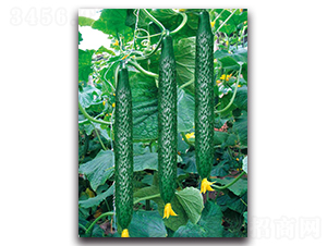 ����2̖-�S�ϷN��-��ľ�N��