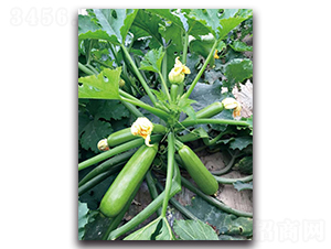 �ۿ�1601-�����J�N��-��ľ�N��