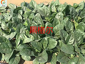 �ڸ�-���˷N��-ʢ���N�I