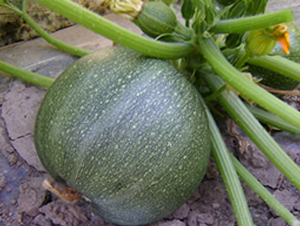 SA09-�����J�N��-�G�x�N�I