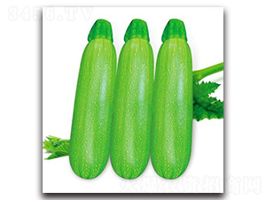 SA08-�����J�N��-�G�x�N�I