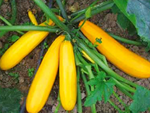 SA04-�����J�N��-�G�x�N�I