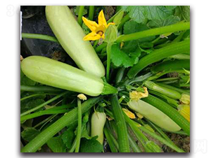 SA02-�����J�N��-�G�x�N�I