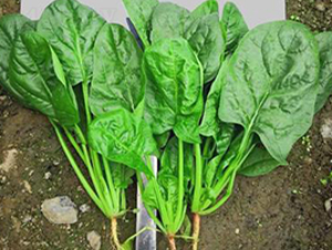 710-���˷N��-�G�x�N�I