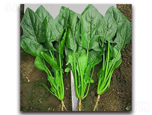 709-���˷N��-�G�x�N�I