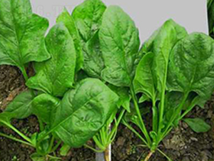 707-���˷N��-�G�x�N�I